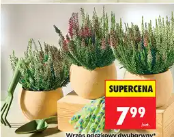 Biedronka Wrzos pączkowy dwubarwny, średnica doniczki 12 cm oferta