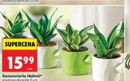 Biedronka Sansevieria Hahnii, średnica doniczki 9 cm oferta