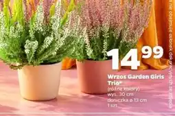 Netto Wrzos Garden Girls Trio oferta