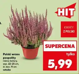 Kaufland Polski wrzos pospolity oferta