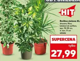 Kaufland Roślina zielona XL oferta