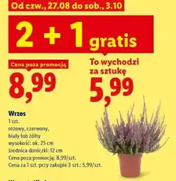 Lidl Wrzos oferta