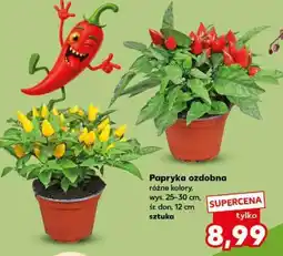 Kaufland Papryka ozdobna oferta