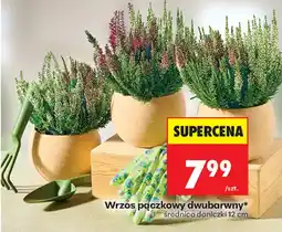 Biedronka Wrzos pączkowy dwubarwny oferta