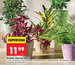 Biedronka Kwiaty zielone mix* oferta