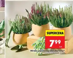 Biedronka Wrzos oferta