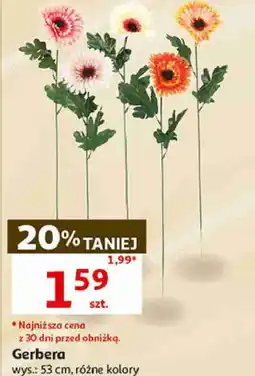 Auchan Gerbera, wys.: 53 cm, różne kolory oferta