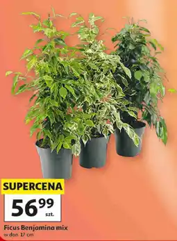 Auchan Ficus Benjamina mix w don. 17 cm oferta