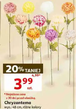Auchan Chryzantema, wys.: 48 cm, różne kolory oferta