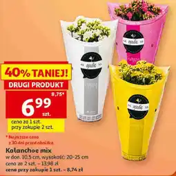 Auchan Kalanchoe mix w don. 10,5 cm, wysokość: 20-25 cm oferta