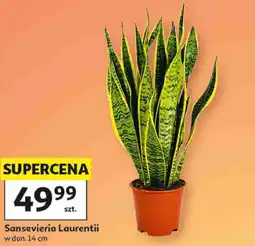 Auchan Sansevieria Laurentii w don. 14 cm oferta
