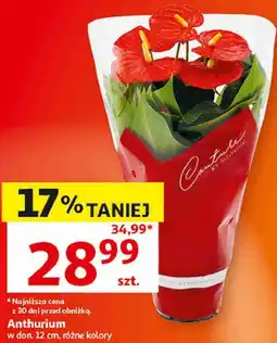 Auchan Anthurium w don. 12 cm, różne kolory oferta