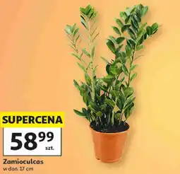 Auchan Zamioculcas w don. 17 cm oferta