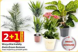 Auchan Wszystkie kwiaty doniczkowe domowe oferta