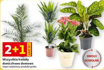 Wszystkie kwiaty doniczkowe domowe