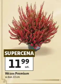 Auchan Wrzos Premium oferta