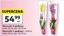 Auchan Storczyk 2-pędowy oferta
