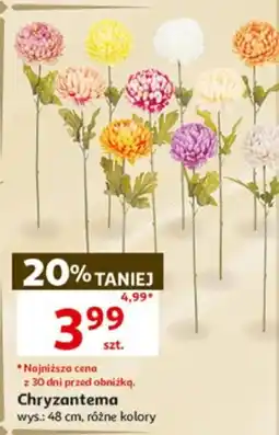 Auchan Chryzantema oferta