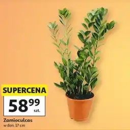 Auchan Zamioculcas oferta