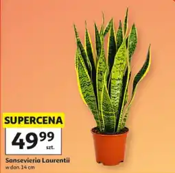 Auchan Sansevieria Laurentii oferta