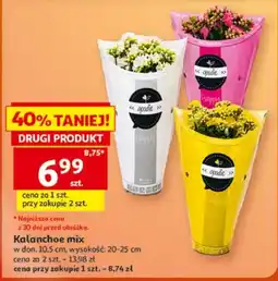 Auchan Kalanchoe mix oferta