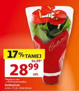 Auchan Anthurium oferta