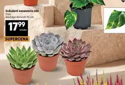 Delikatesy Centrum Sukulenty eszeweria mix oferta
