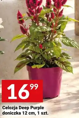 Twój Market Celozja Deep Purple doniczka oferta