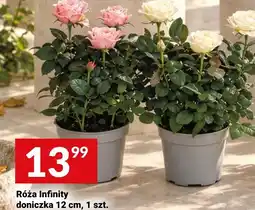 Twój Market Róża Infinity doniczka oferta