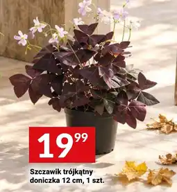 Twój Market Szczawik trójkątny doniczka oferta