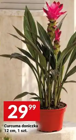 Twój Market Curcuma doniczka oferta