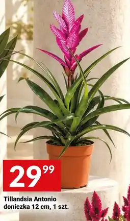 Twój Market Tillandsia Antonio doniczka oferta