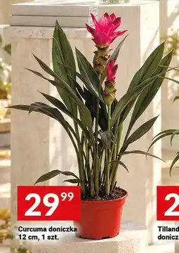 Twój Market Curcuma doniczka 12 cm oferta