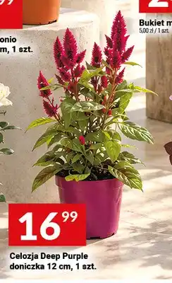 Twój Market Celozja Deep Purple doniczka 12 cm oferta