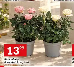 Twój Market Róża Infinity doniczka 12 cm oferta