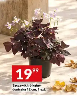Twój Market Szczawik trójkątny doniczka 12 cm oferta