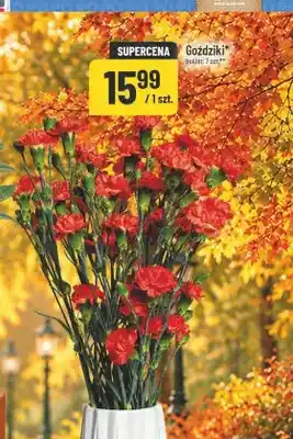 Polomarket Goździki oferta