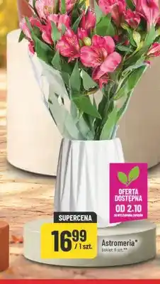 Polomarket Astromeria bukiet 6 szt oferta