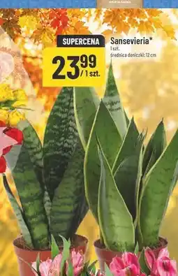 Polomarket Sansevieria oferta