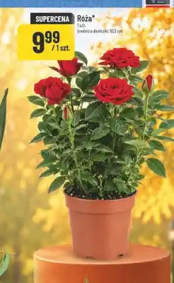 Polomarket Róża oferta