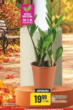 Polomarket Zamiokulkas oferta