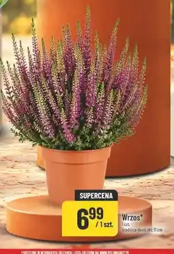 Polomarket Wrzos oferta