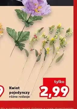 Kaufland Kwiat pojedynczy oferta