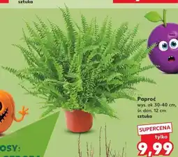 Kaufland Paproć oferta