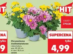 Kaufland Chryzantema średniokwiatowa oferta