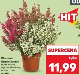 Kaufland Wrzosiec dwukolorowy oferta