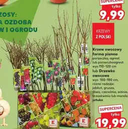 Kaufland Krzew owocowy forma pienna lub Drzewko owocowe oferta