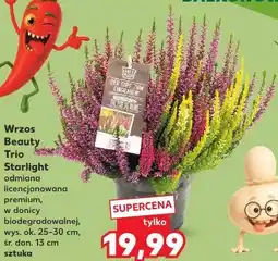 Kaufland Wrzos Beauty Trio Starlight oferta