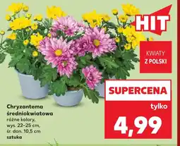 Kaufland Chryzantema Hit oferta