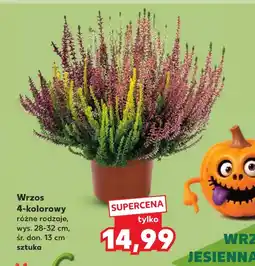 Kaufland Wrzos oferta